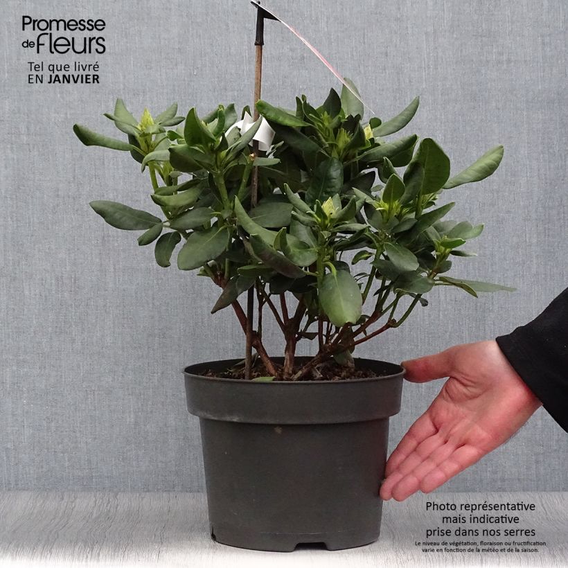 Amostra de Rhododendron Inkarho  Brasilia Pot de 4L/5L tal como entregue no inverno