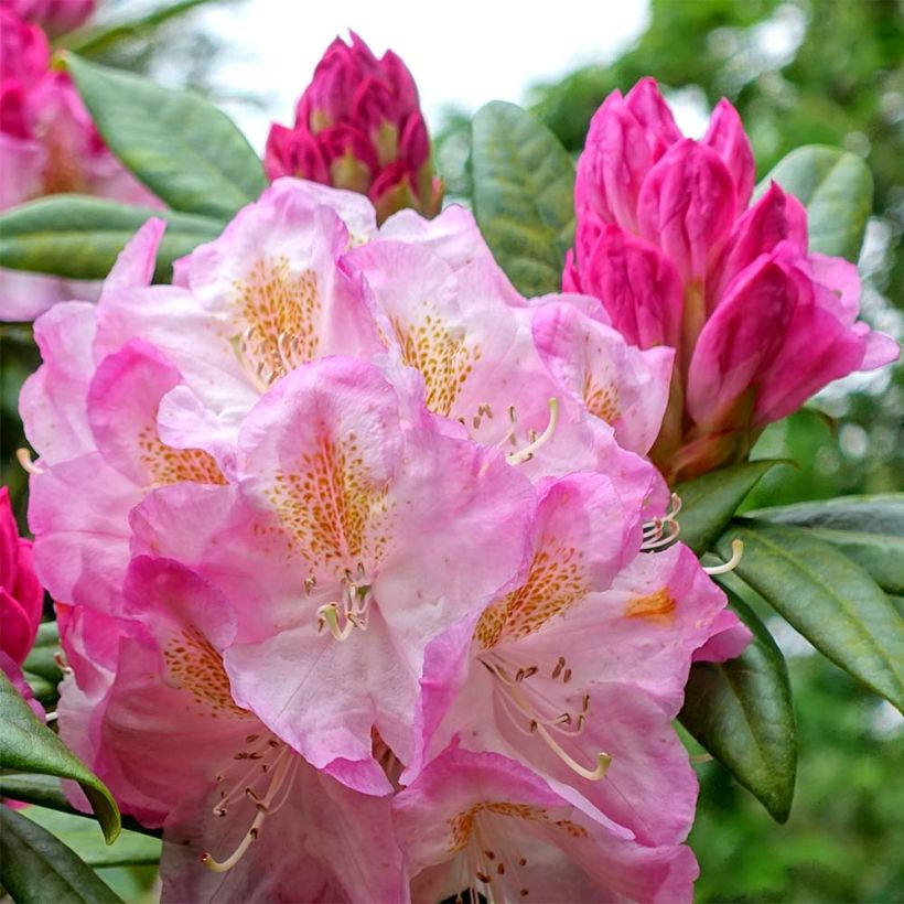 Rhododendron INKARHO Brigitte (Floração)