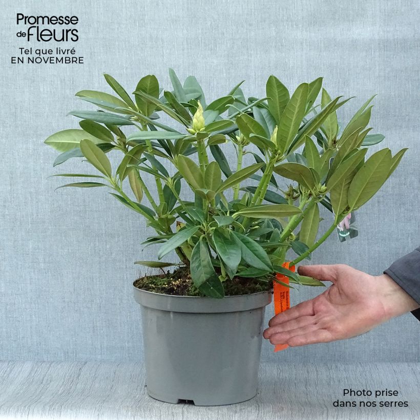 Amostra de Rhododendron INKARHO Brigitte Vaso de 4 L/5 L tal como entregue no outono