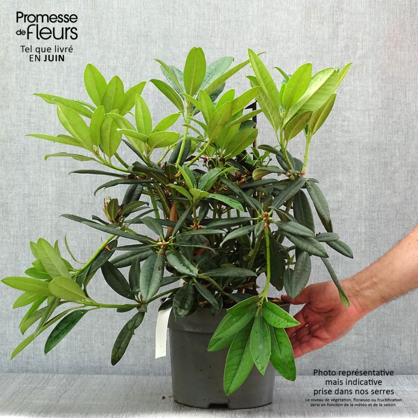 Amostra de Rhododendron INKARHO Brigitte Vaso de 4 L/5 L tal como entregue no verão