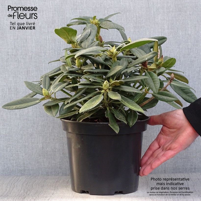 Amostra de Rhododendron Inkarho Brigitte Vaso de 4 L/5 L tal como entregue no inverno