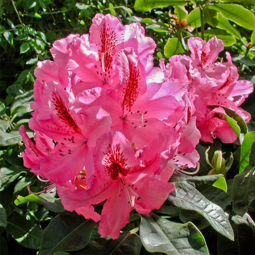Rhododendron INKARHO Furnivall's Daughter (Floração)