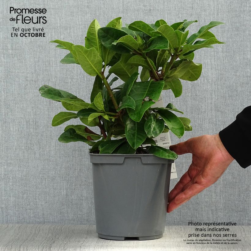 Amostra de Rhododendron INKARHO Furnivall's Daughter Vaso de 3 L/4 L tal como entregue no outono
