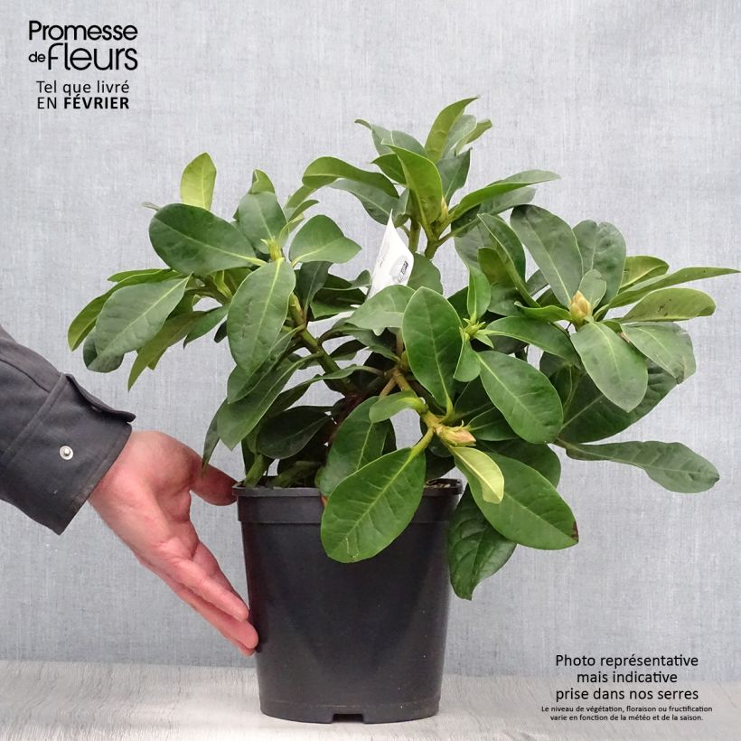 Amostra de Rhododendron Inkarho Furnivall's Daughter Vaso de 3 L/4 L tal como entregue no inverno