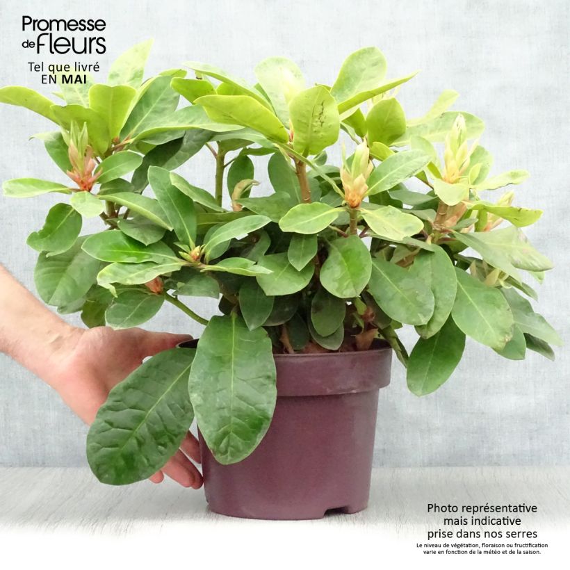 Amostra de Rhododendron INKARHO Furnivall's Daughter Vaso de 3 L/4 L tal como entregue na primavera