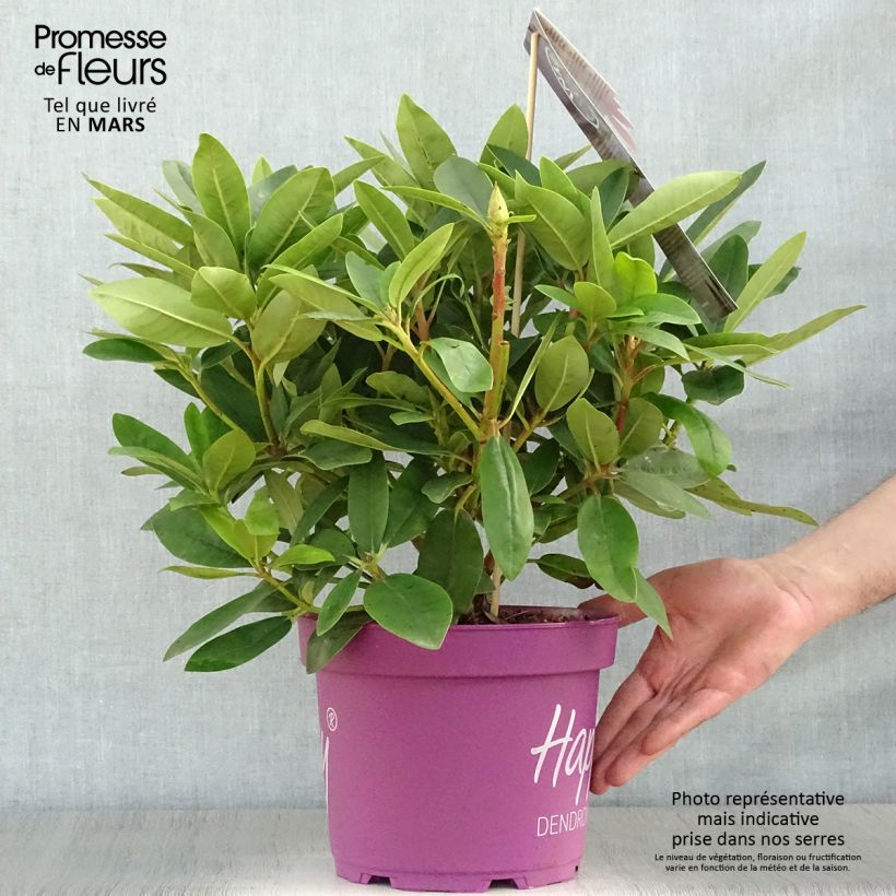 Amostra de Rhododendron INKARHO Happydendron Pushy Purple Vaso de 4 L/5 L tal como entregue na primavera