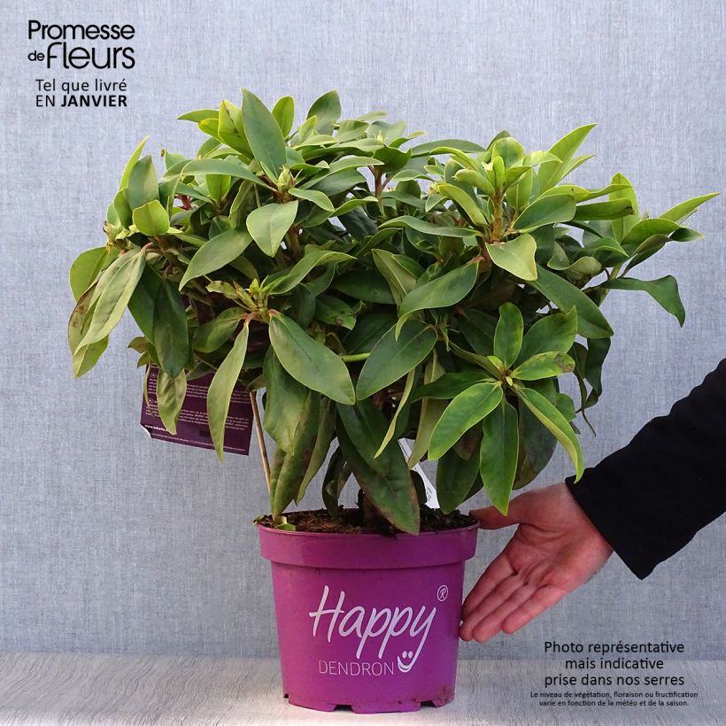 Amostra de Rhododendron Inkarho Happydendron Pushy Purple Pot de 4L/5L tal como entregue no inverno