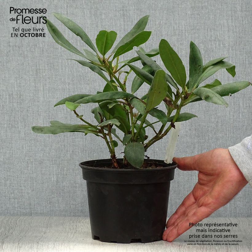Amostra de Rhododendron INKARHO Marcel Ménard Vaso de 4 L/5 L tal como entregue no outono