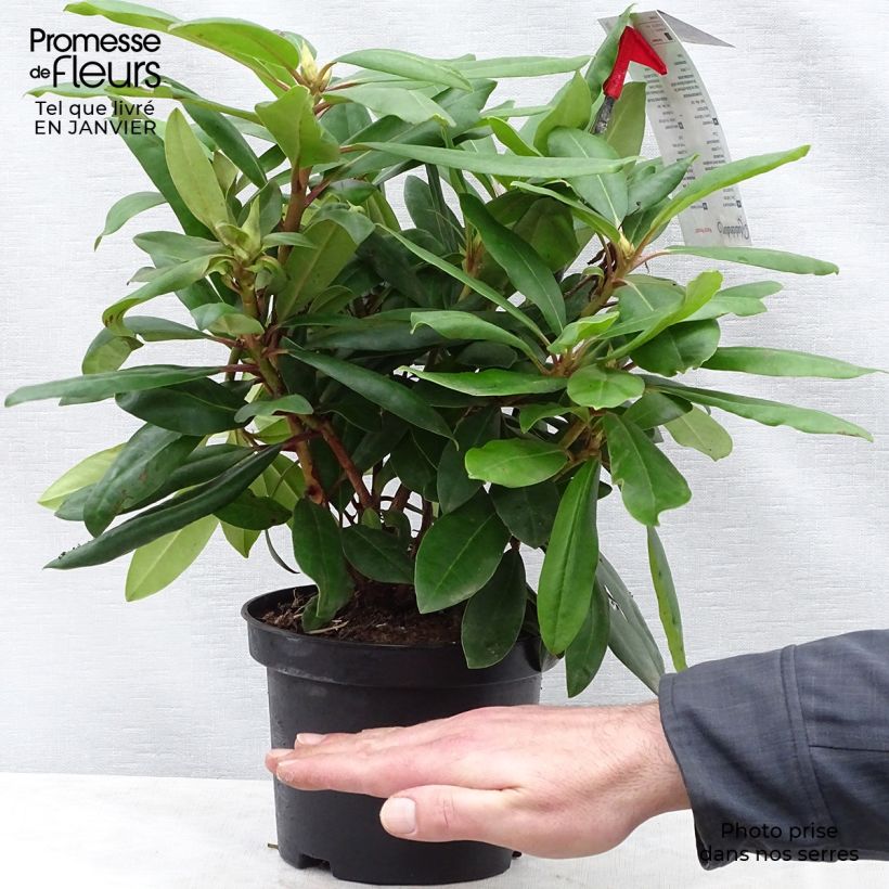 Amostra de Rhododendron Inkarho Marcel Ménard Vaso de 4 L/5 L tal como entregue no inverno