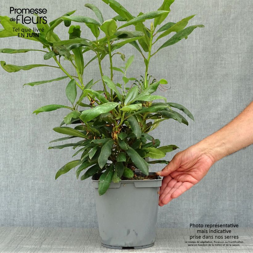 Amostra de Rhododendron INKARHO Marcel Ménard Vaso de 4 L/5 L tal como entregue no verão