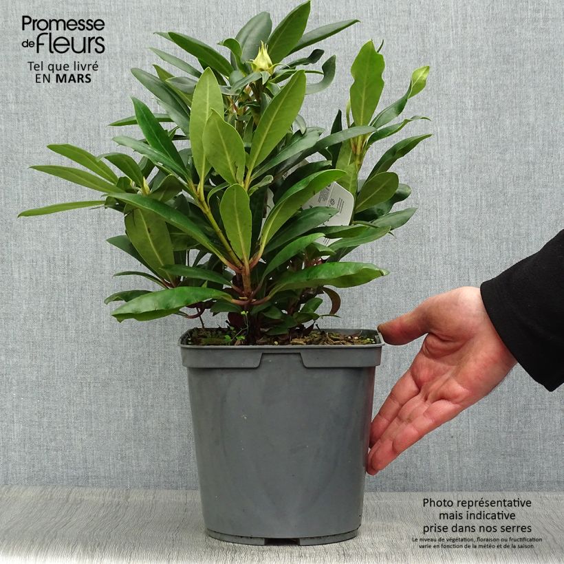 Amostra de Rhododendron INKARHO Marcel Ménard Vaso de 4 L/5 L tal como entregue na primavera