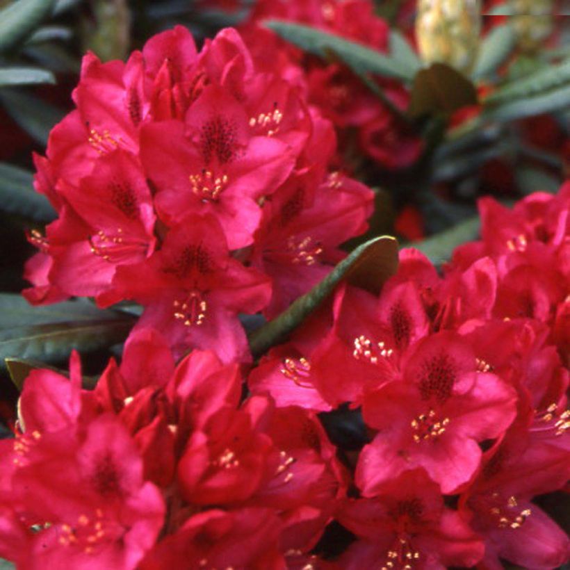 Rhododendron INKARHO Nova Zembla (Floração)