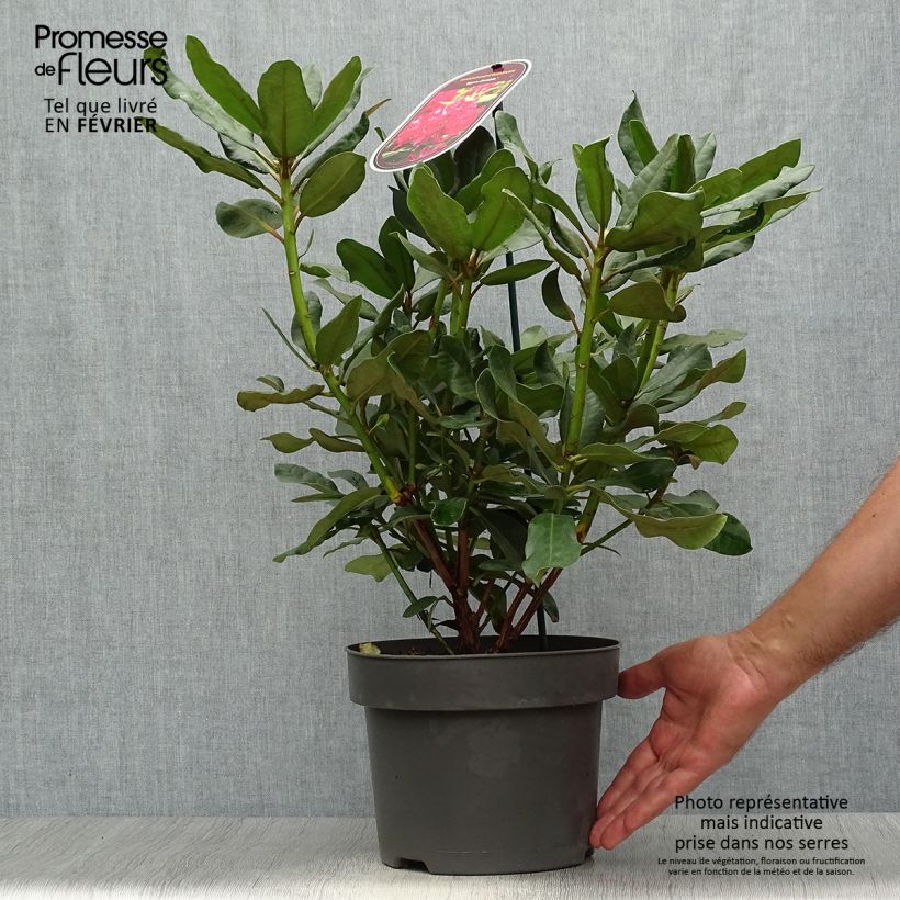 Amostra de Rhododendron INKARHO Nova Zembla Vaso de 4 L/5 L tal como entregue no outono
