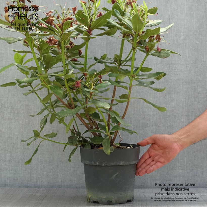 Amostra de Rhododendron INKARHO Nova Zembla Vaso de 4 L/5 L tal como entregue no verão