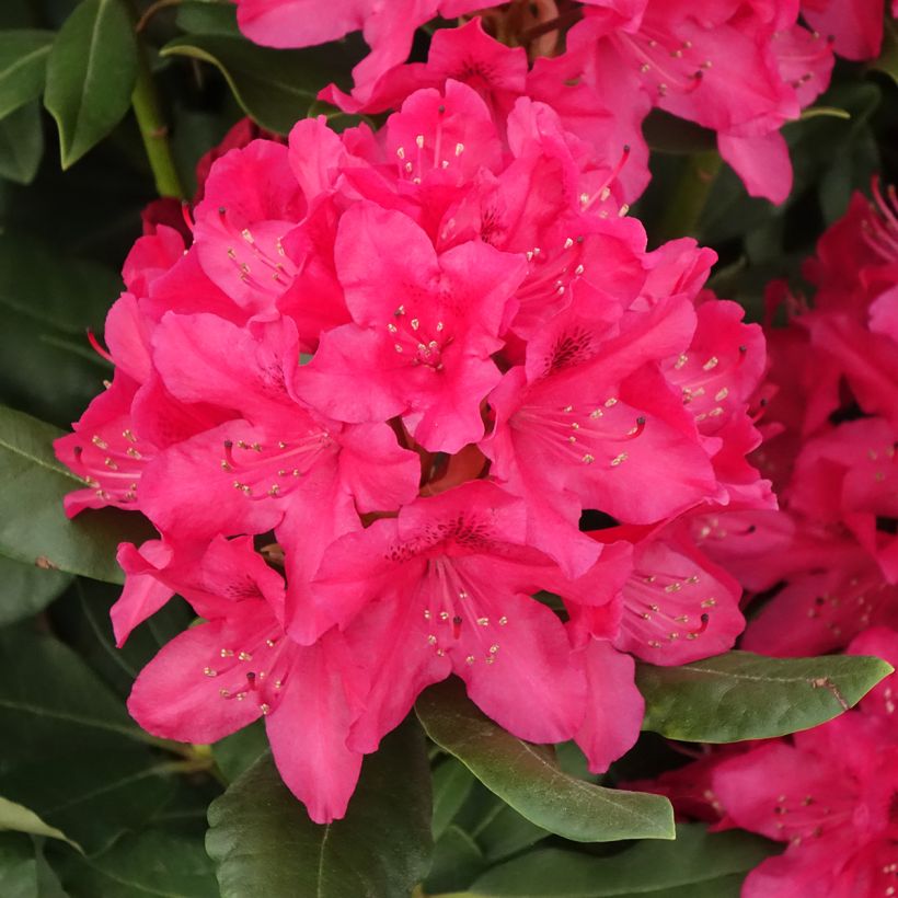 Rhododendron INKARHO Nova Zembla (Floração)