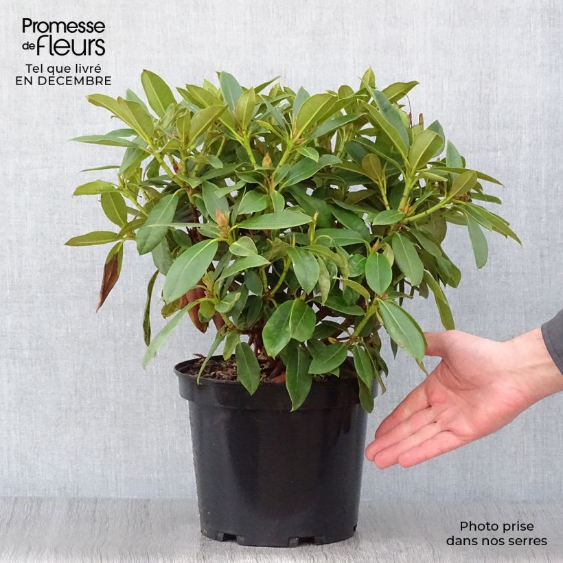Amostra de Rhododendron Jingle Bells - Rhododendron nain Pot de 4L/5L tal como entregue no inverno