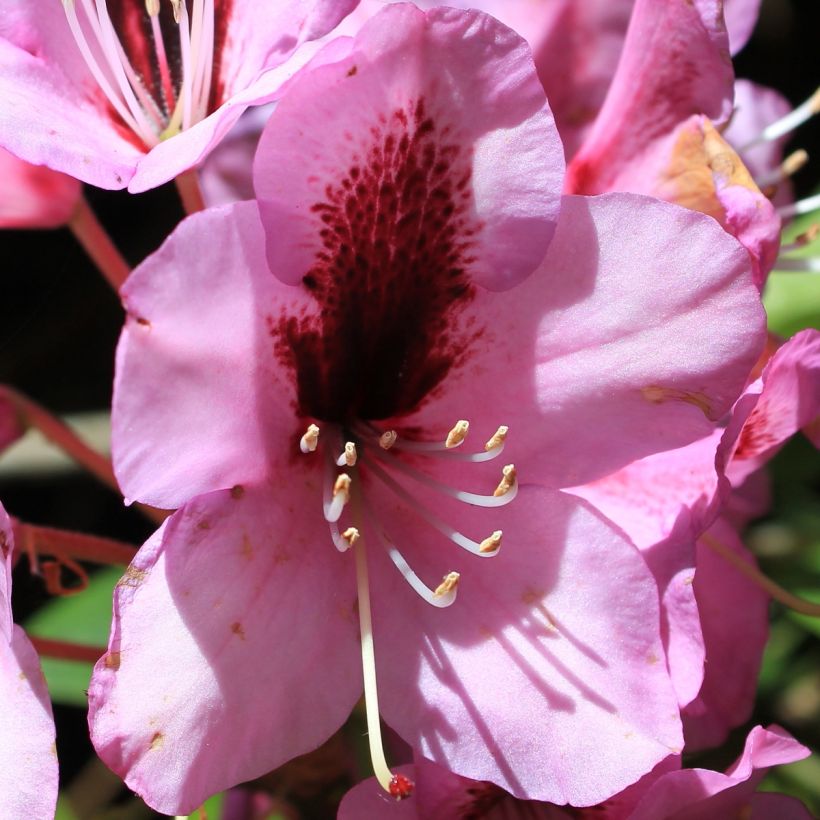 Rhododendron ponticum Kokardia (Floração)