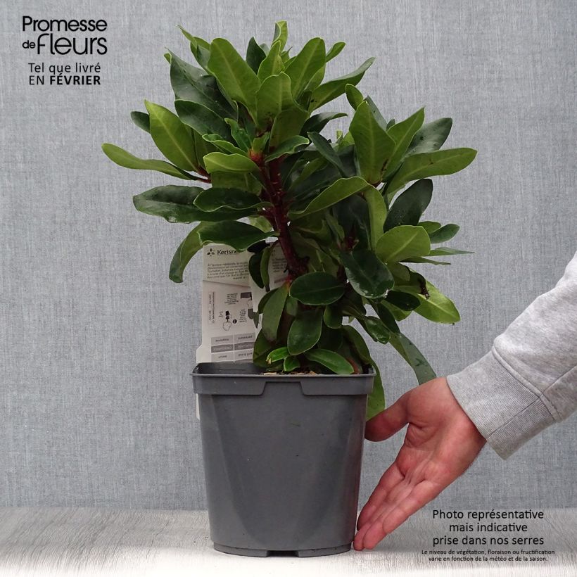 Amostra de Rhododendron Lem's Monarch Vaso de 4 L/5 L tal como entregue no outono