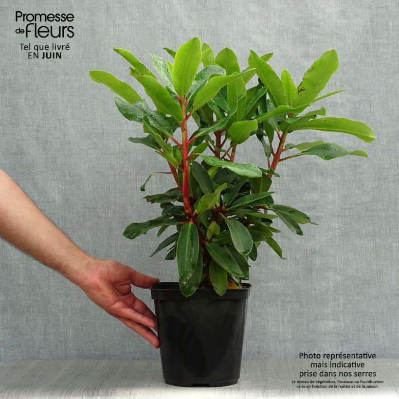Amostra de Rhododendron Lem's Monarch Vaso de 4 L/5 L tal como entregue no verão