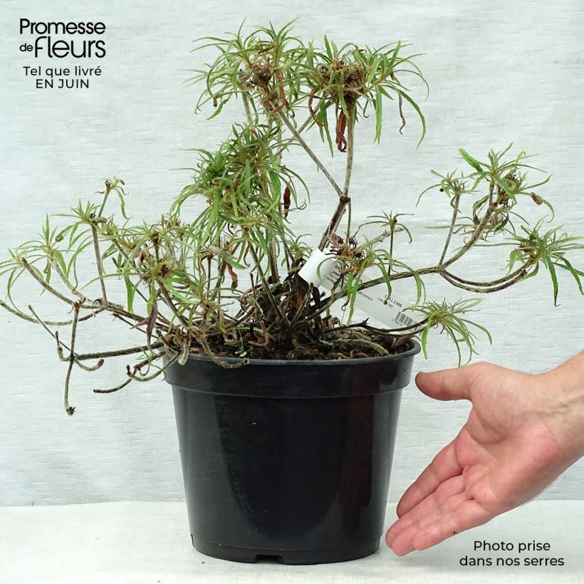 Amostra de Rhododendron macrosepalum Linearifolium - Rododendro Anão Vaso de 4 L/5 L tal como entregue no verão