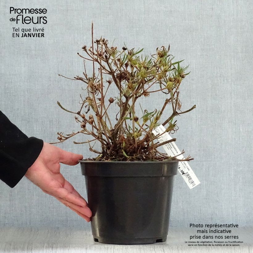 Amostra de Rhododendron Linearifolium - Rhododendron nain Vaso de 4 L/5 L tal como entregue no inverno