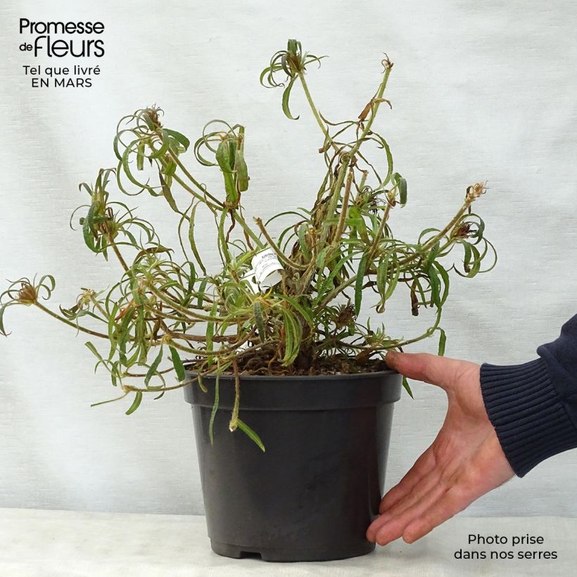 Amostra de Rhododendron macrosepalum Linearifolium - Rododendro Anão Vaso de 4 L/5 L tal como entregue na primavera