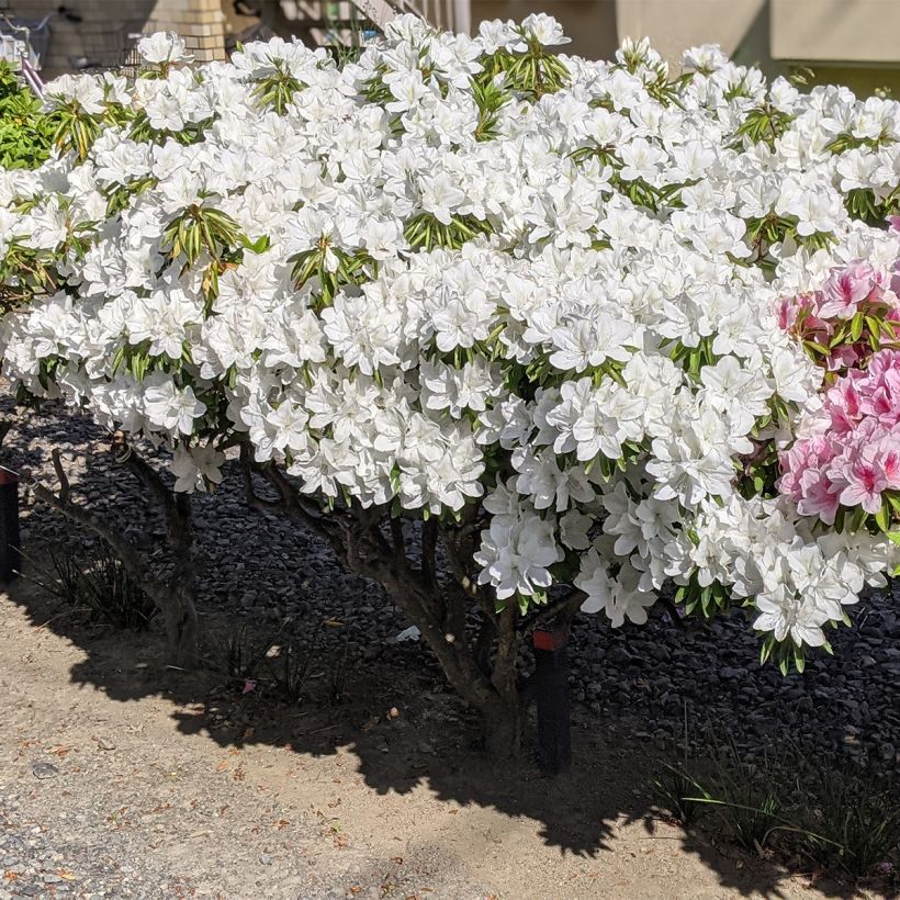 Azálea Japonesa Luzi (Hábito)