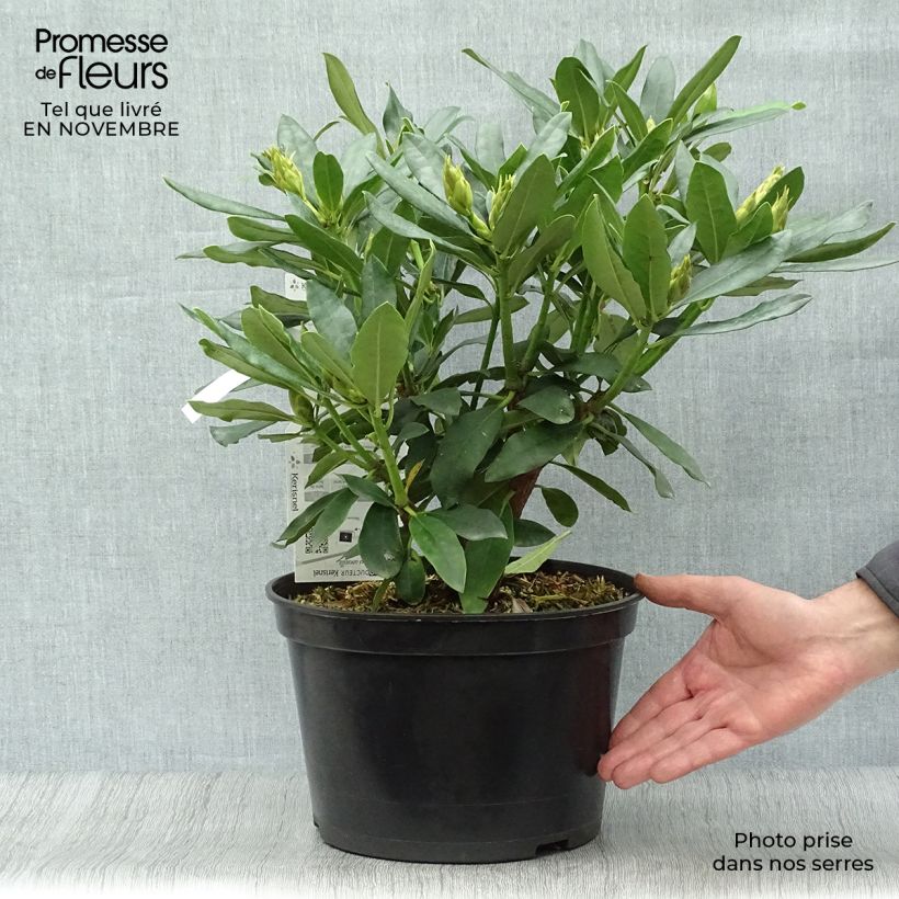 Amostra de Rhododendron Madame Masson Vaso de 4 L/5 L tal como entregue no outono