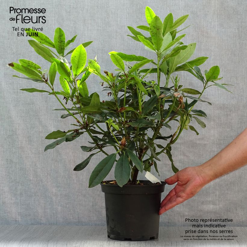 Amostra de Rhododendron Madame Masson Vaso de 4 L/5 L tal como entregue no verão
