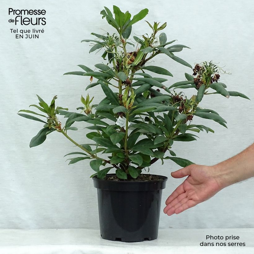 Amostra de Rhododendron Marcel Ménard Vaso de 3 L/4 L tal como entregue no verão