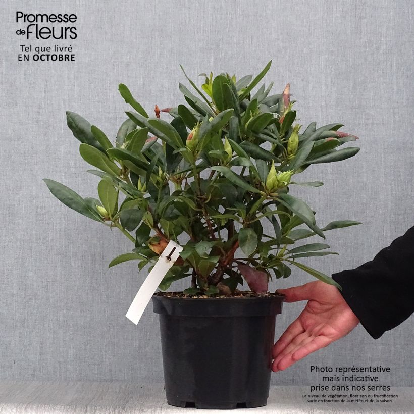 Amostra de Rhododendron Marcel Ménard Vaso de 3 L/4 L tal como entregue no outono