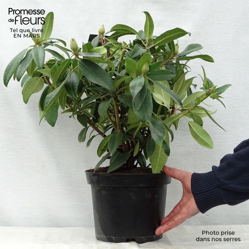 Amostra de Rhododendron Marie Forte Vaso de 4 L/5 L tal como entregue na primavera