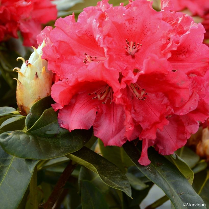 Rhododendron Markeeta's Prize (Floração)