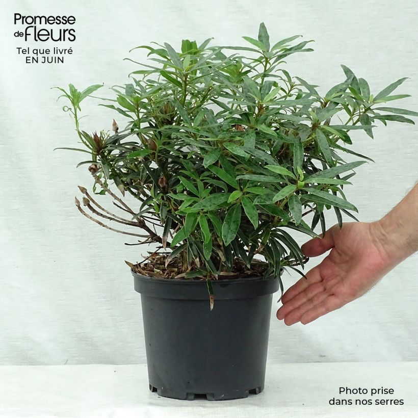Amostra de Rhododendron Melville Vaso de 3 L/4 L tal como entregue no verão