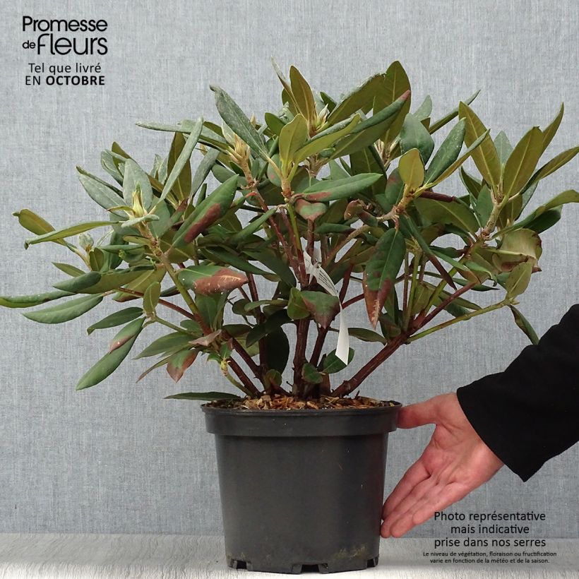 Amostra de Rhododendron Melville Vaso de 3 L/4 L tal como entregue no outono