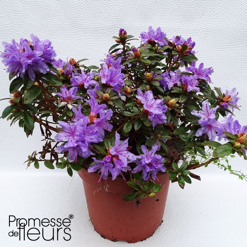 Rhododendron Moerheim - Rododendro Anão (Hábito)