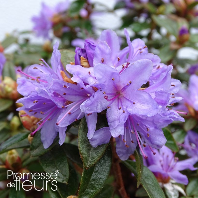 Rhododendron Moerheim - Rododendro Anão (Floração)