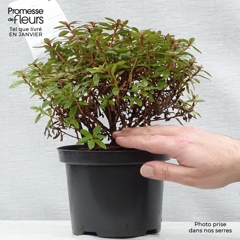 Amostra de Rhododendron Moerheim - Rododendro Anão Vaso de 2 L/3 L tal como entregue no inverno