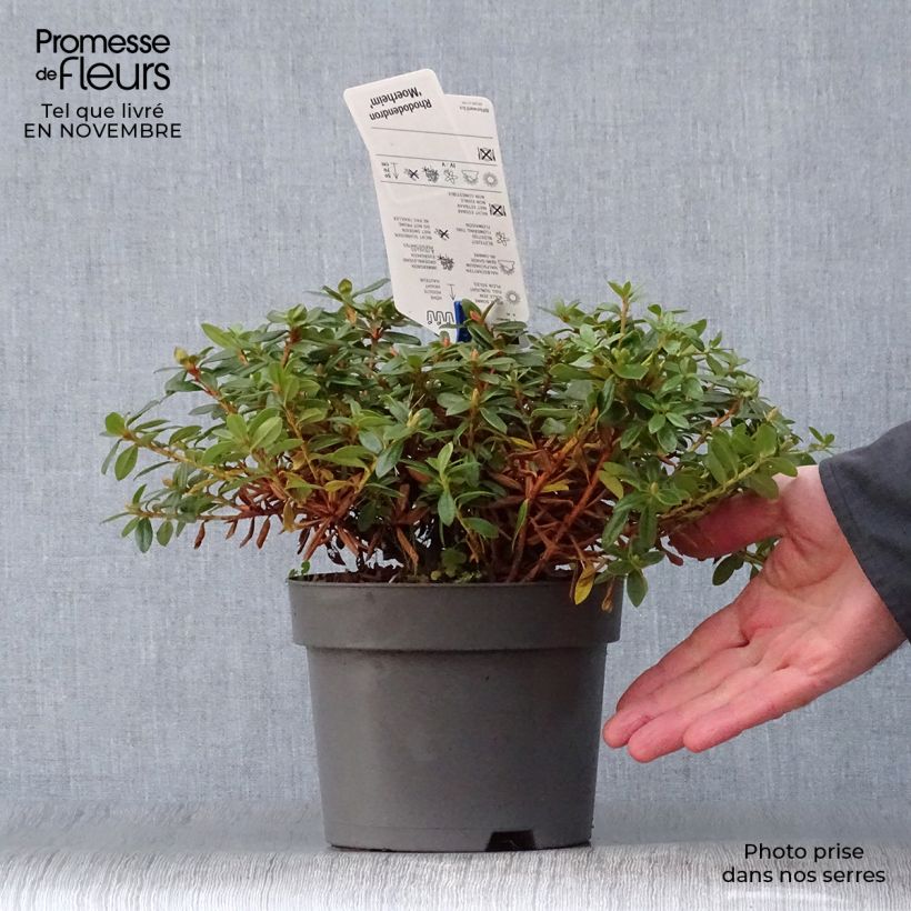 Amostra de Rhododendron Moerheim - Rododendro Anão Vaso de 2 L/3 L tal como entregue no outono
