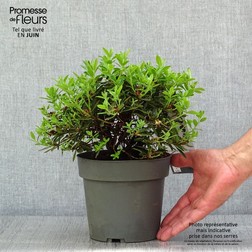 Amostra de Rhododendron Moerheim - Rododendro Anão Vaso de 2 L/3 L tal como entregue no verão