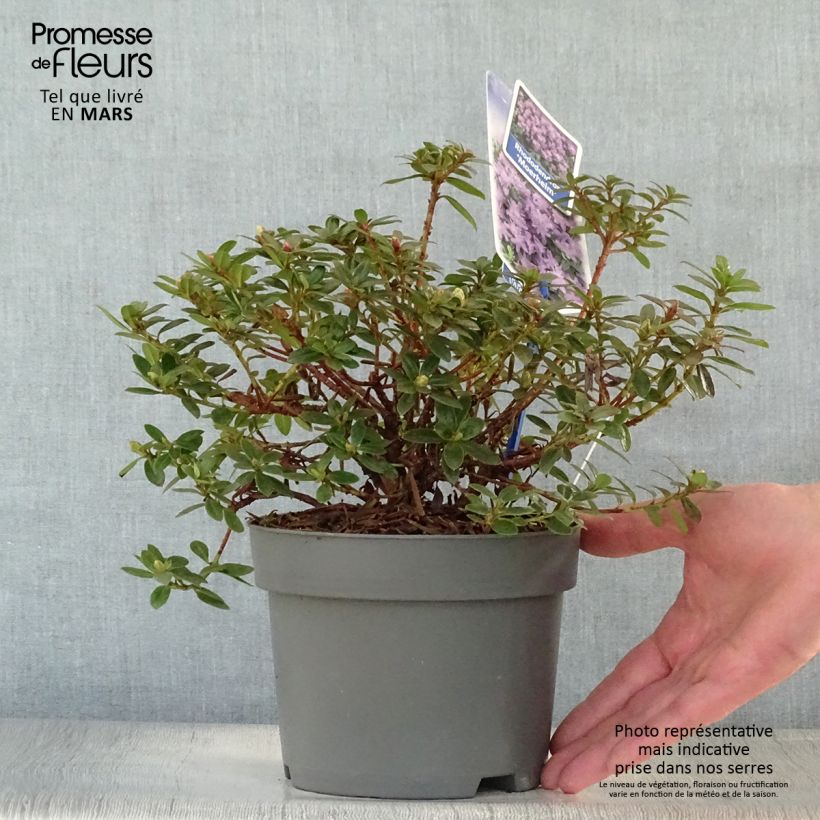 Amostra de Rhododendron Moerheim - Rododendro Anão Vaso de 2 L/3 L tal como entregue na primavera