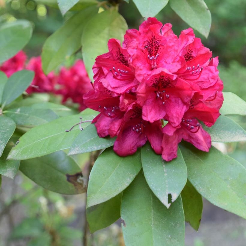Rhododendron Moser's Maroon (Folhagem)