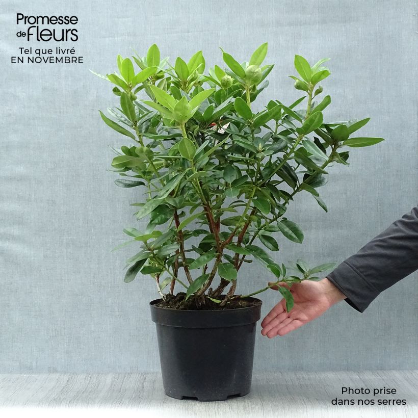Amostra de Rhododendron Mrs T.H. Lowinsky Vaso de 7,5 L/10 L tal como entregue no outono