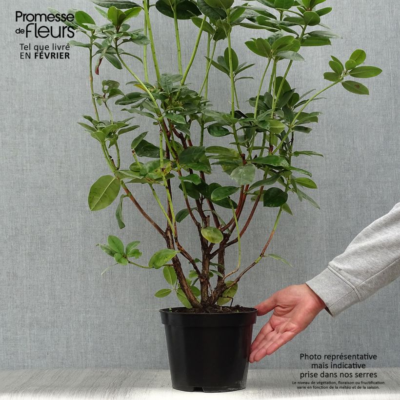Amostra de Rhododendron Mrs T.H. Lowinsky Vaso de 4 L/5 L tal como entregue no outono