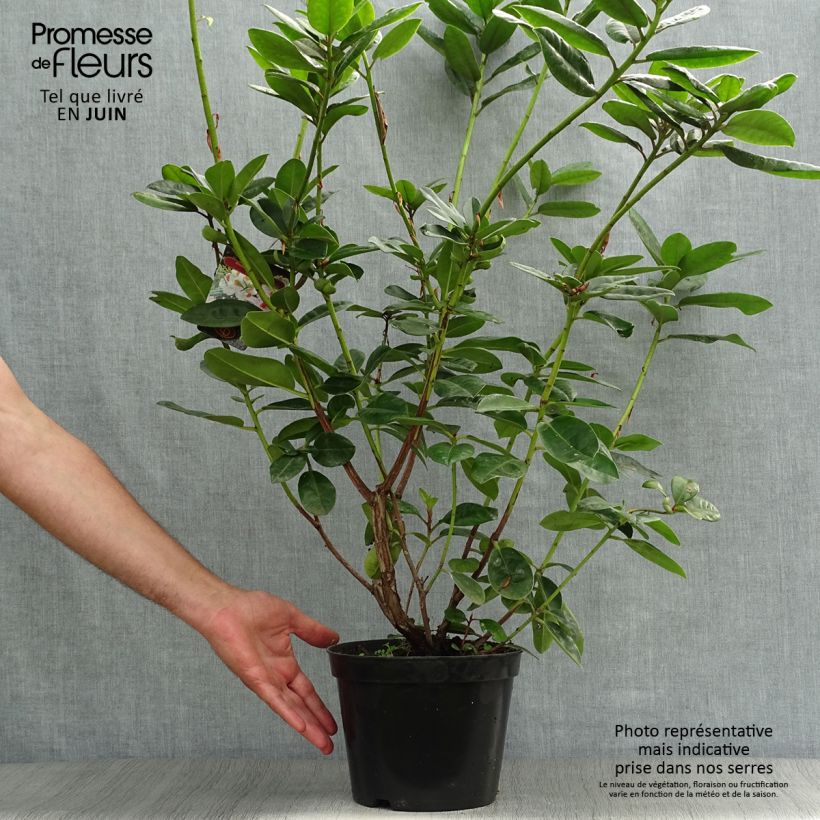 Amostra de Rhododendron Mrs T.H. Lowinsky Vaso de 4 L/5 L tal como entregue no verão