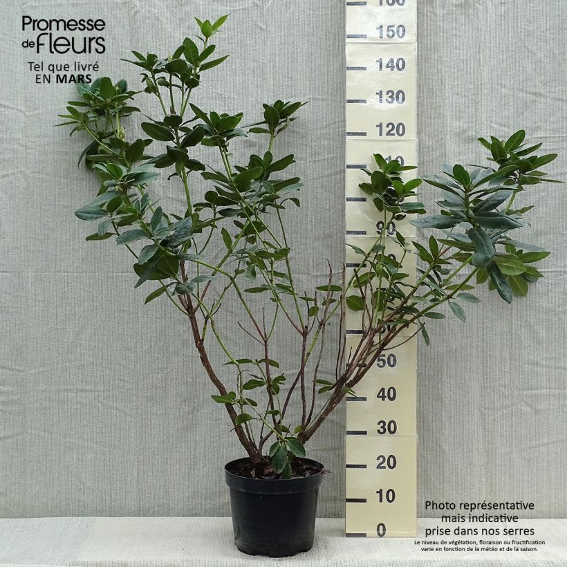 Amostra de Rhododendron Mrs T.H. Lowinsky Vaso de 7,5 L/10 L tal como entregue na primavera