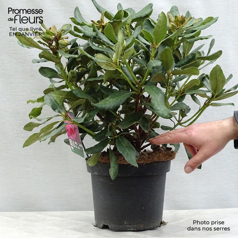 Amostra de Rhododendron Nova Zembla - Grand Rhododendron Vaso de 4 L/5 L tal como entregue no inverno