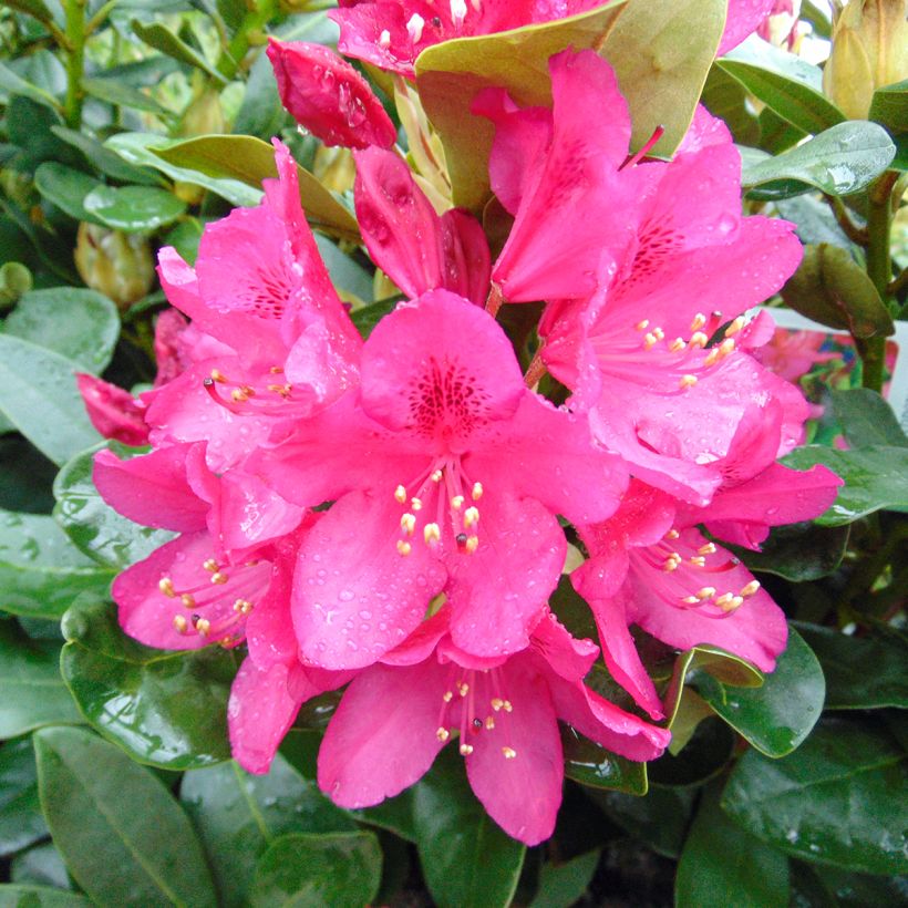 Rhododendron Nova Zembla (Floração)