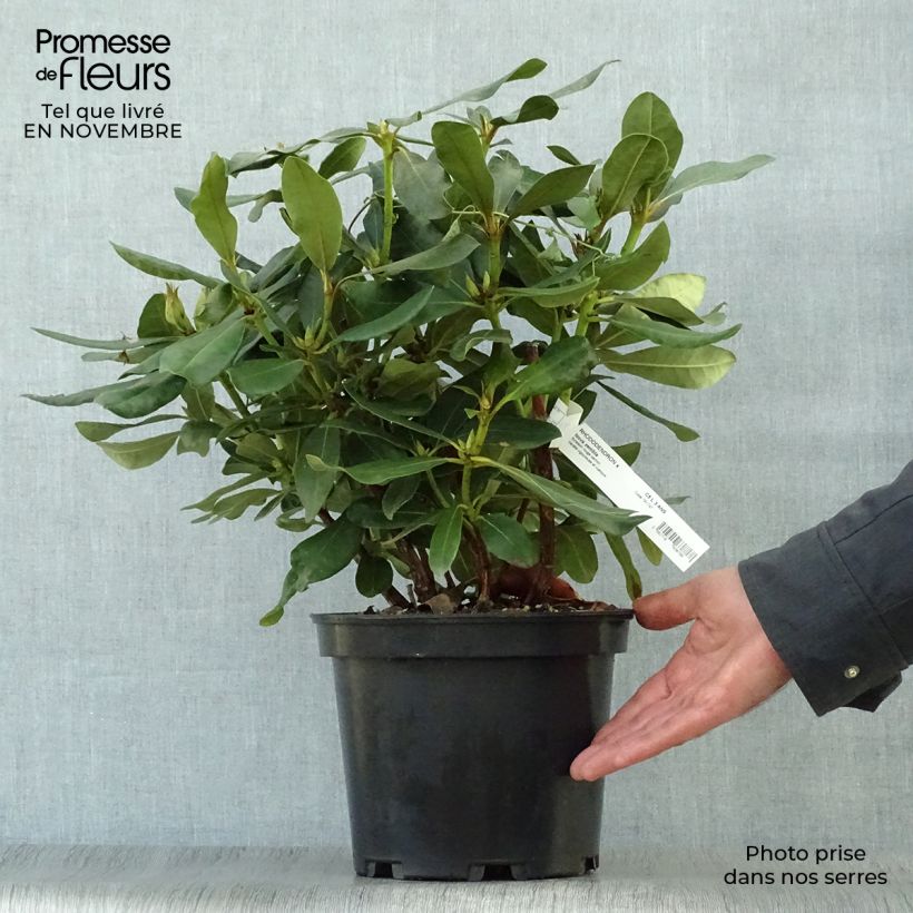 Amostra de Rhododendron Nova Zembla Vaso de 4 L/5 L tal como entregue no outono