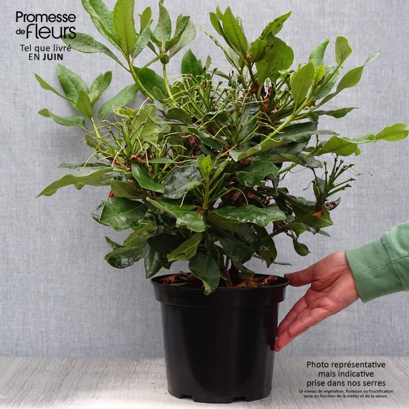 Amostra de Rhododendron Nova Zembla Vaso de 4 L/5 L tal como entregue no verão